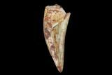 Fossil Phytosaur (Machaeroprosopus) Tooth - New Mexico #133288-1